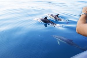 DOLPHINS IN THE WILD