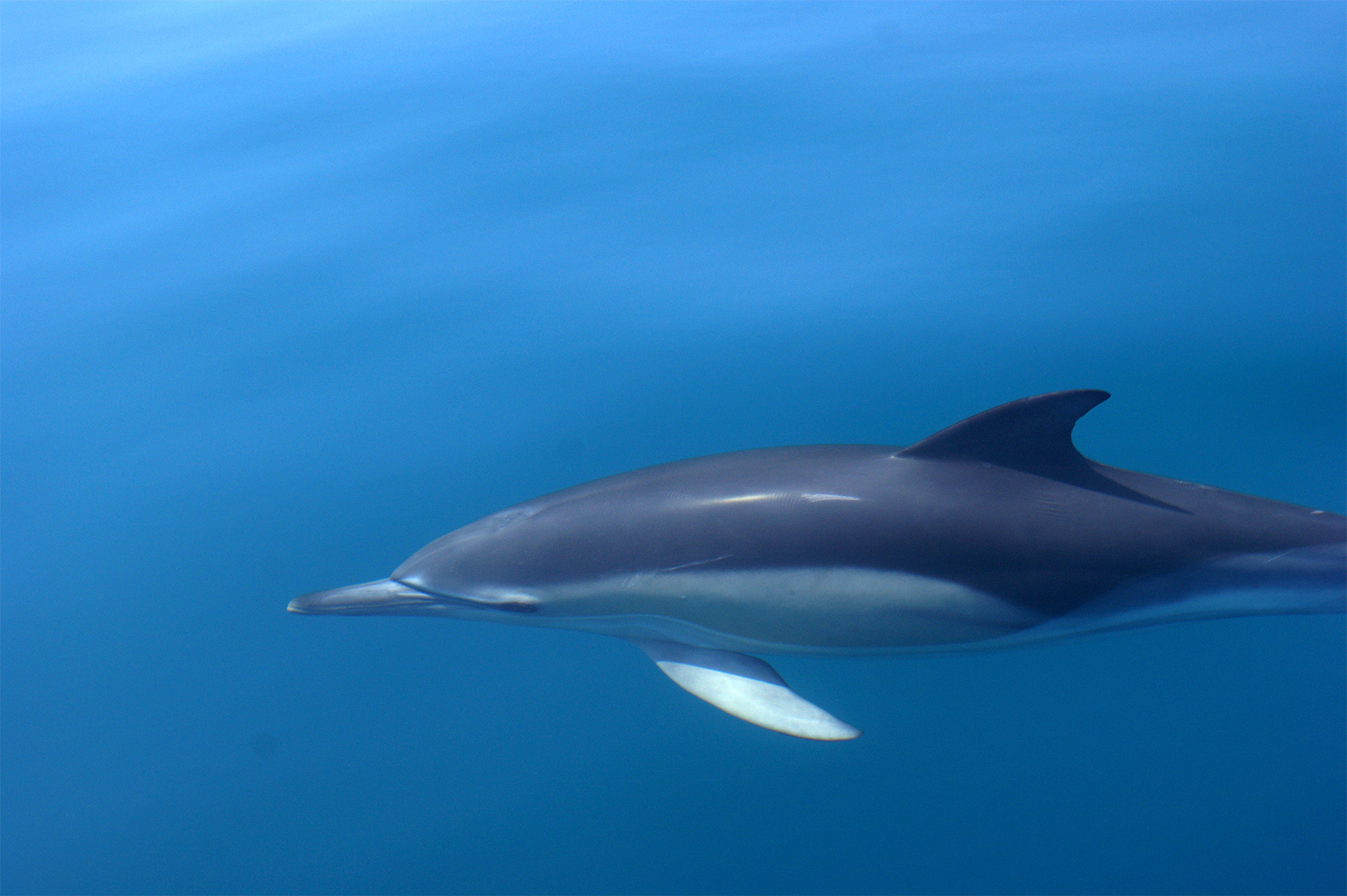 Dolphin Watching Algarve | Dolphins Trips Vilamoura